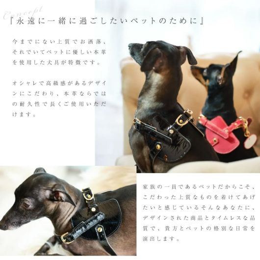 エヌアンドエフ ペット ハーネス＆リードセット 小型犬 ハーネス